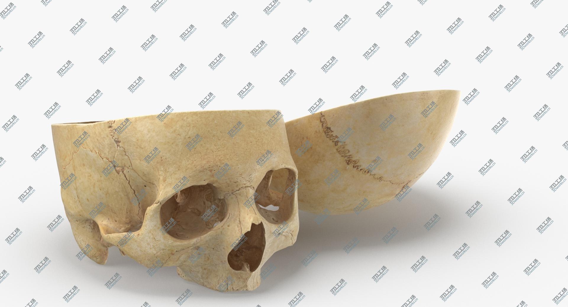 images/goods_img/202104091/3D Real Human Skull Cranial 02 Cut With Piece Pose 01/2.jpg